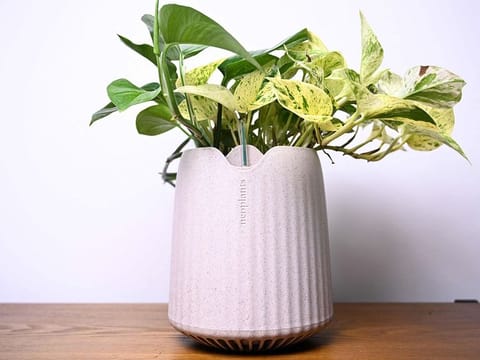 It may look like an innocent green plant, but its name gives it away as something far closer to a robot or interstellar rocket.