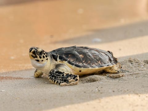 Report sick or injured turtles to a dedicated hotline, 800 TURTLE