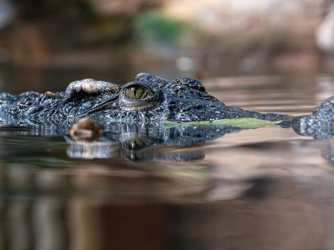 Crocodile attacks are rare but not unheard of in Australia's sparsely populated Northern Territory. (For illustrative purposes only)