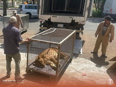 The seized animals were handed over to National Centre for Wildlife.