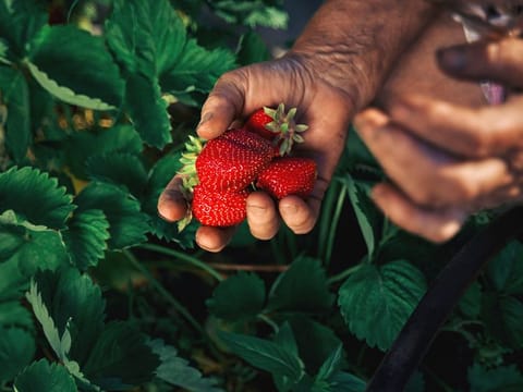 The new farm will be the world’s first commercial-scale vertical strawberry farm outside of North America, reported WAM.