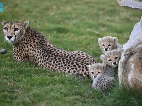 Abdulrahman Al Fadley, Minister of Environment, Water and Agriculture, underlined the National Cheetah Conservation Strategy’s aim to secure a sustainable future for wild cheetahs within their natural habitats in Saudi Arabia.