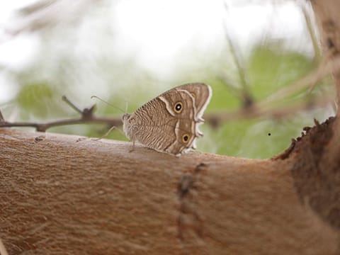 One of the rare, white-edged rock brown butterflies recently spotted in the Jebel Jais mountains of Ras Al Khaimah.