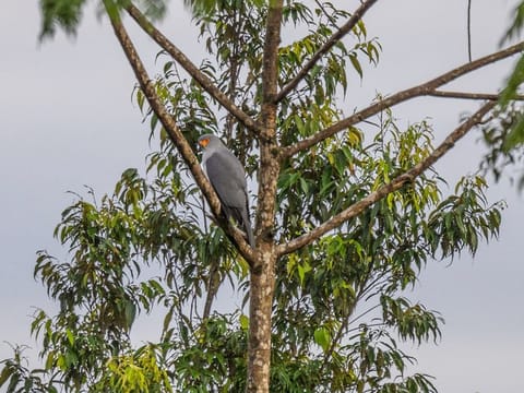 This undated handout photo taken and released by WWF-Pacific on September 12, 2024 shows a New Britain Goshawk in Pomio, Papua New Guinea's East New Britain province.
