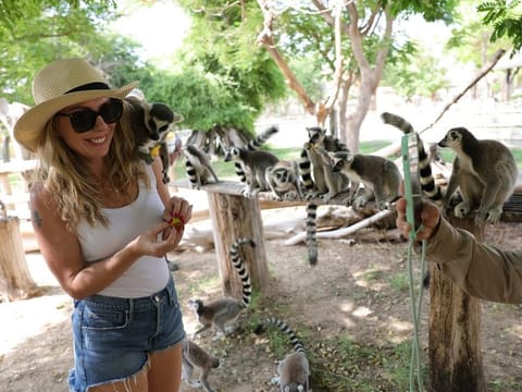 Visitors enjoy a lemur feeding experience at the pre-launch event of the Dubai Safari Park, which opened to the public on October 1, 2024.