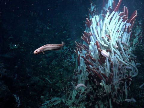 This undated handout photograph released by th Schmidt Ocean Institute shows an eelpout swimming by tubeworms at a depth of 2,500 meters at the Tica Vent, a site on the East Pacific Rise.