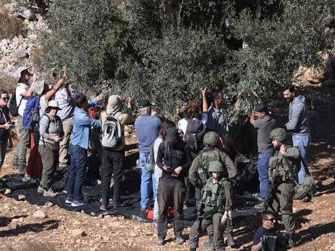 Israeli soldiers watch as Palestinian farmers pick olives in their field in the village of Burqa, east of Ramallah in the Israeli-occupied West Bank on October 20, 2024. Olive harvests are central to Palestinian life and culture but have also been the site of perennial clashes between farmers and encroaching Israeli settlers for decades, with the disputes hinging on access to land.