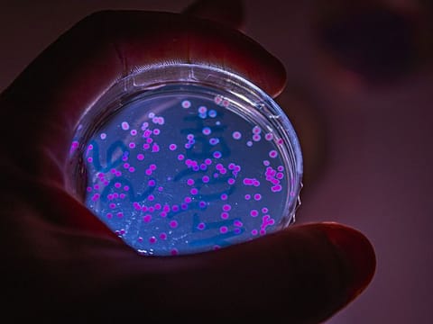 E.Coli bacteria, altered to luminesce under black light