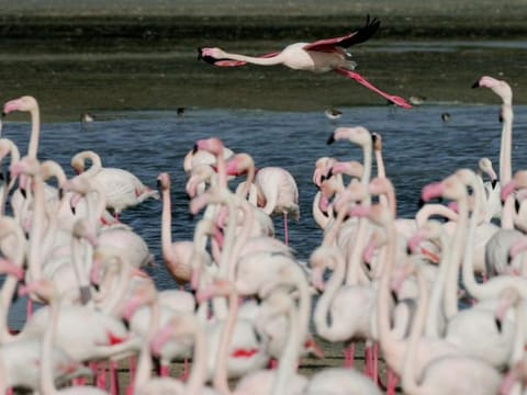 The Migratory Birds Study Project, which began in 1989 and was completed in 2017, monitors bird movements in the zoo’s water bodies and other areas to identify species and count their numbers.