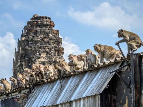 The human inhabitants of Lopburi have long suffered from a growing and aggressive monkey population.