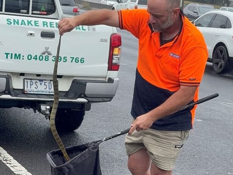 A snake handler capturing a deadly tiger snake along the Monash Freeway near Melbourne.