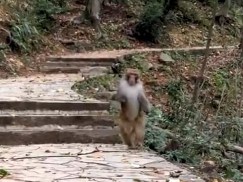 The monkey’s extraordinary agility and resilience in overcoming its disability stand as a powerful symbol of the indomitable spirit of living beings.
