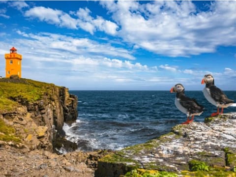 The island’s seabird population — including puffins, Arctic terns, razorbills, guillemots, and black-legged kittiwakes — vastly outnumbers its human inhabitants, estimated at a ratio of 50,000 to one