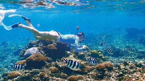 The clear water of Seychelles is rich with marine life and offers an unforgettable snorkelling experience