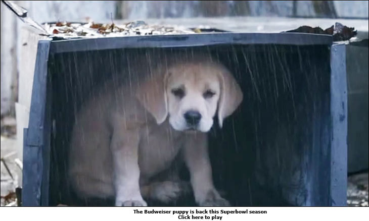 Viral Now: Budweiser's newest puppy story
