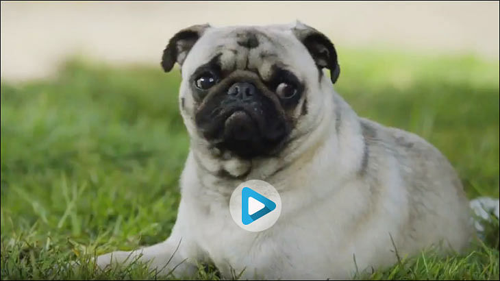 afaqs! Creative Showcase: Vodafone's adorable pug is back...