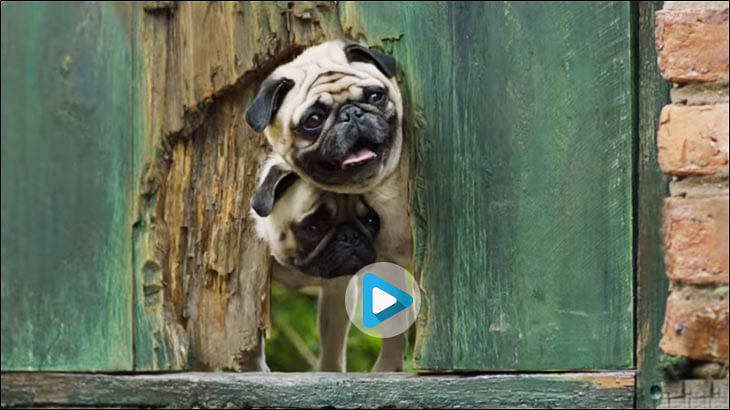 "The most challenging part was to handle 30 Pugs": Prakash Varma on new Vodafone campaign