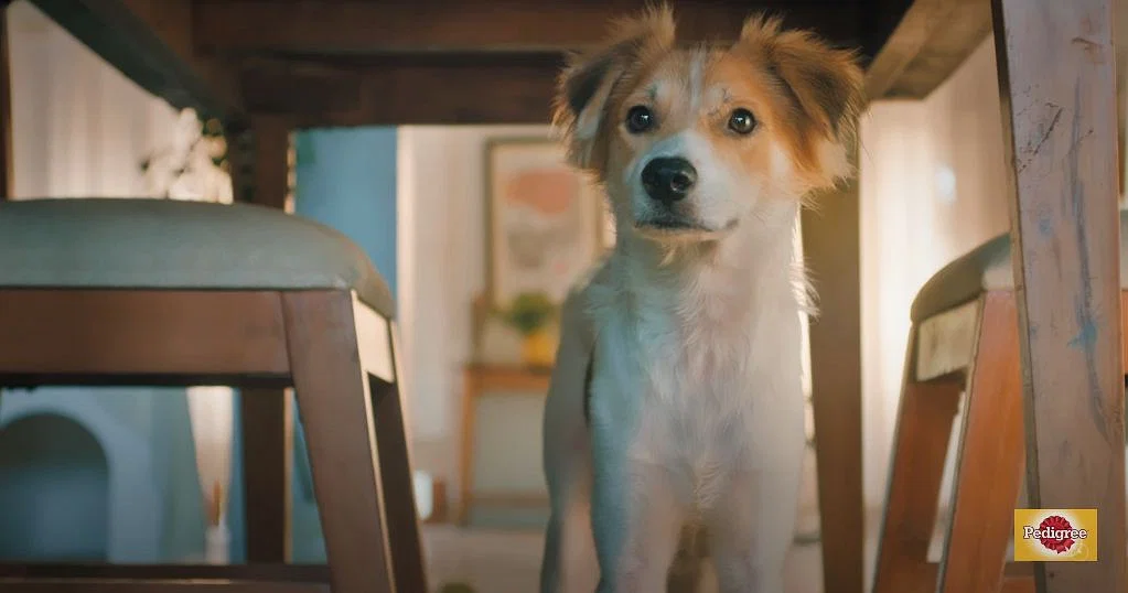 What kind of dog is sale in the new pedigree commercial