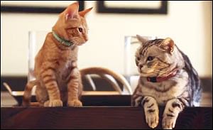 Dear sales kitten friskies