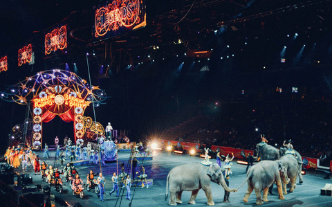 Animals in circus