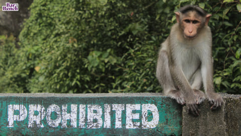 Monkey