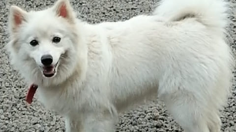 Pet dog 