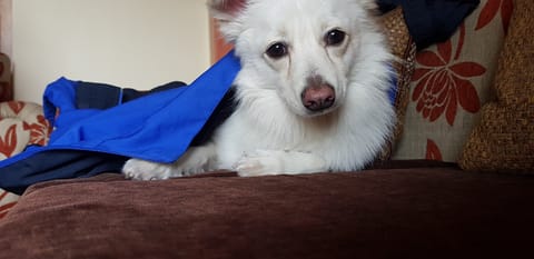 Pet dog