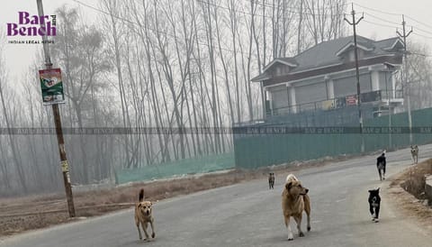 Stray Dogs