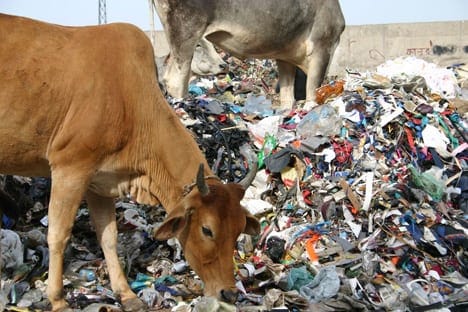 Rajasthan High Court urges Centre to make cow India’s national animal