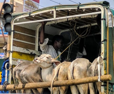 Madras HC stays Centre’s Rules prohibiting sale of cattle for slaughter [Read petition]