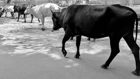 Moos your Daddy? Uttarakhand HC assumes role of Legal Guardian for Cows
