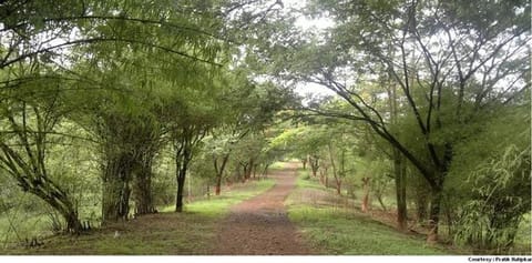 P&H HC directs man accused of instigating stone pelting at police to plant 10 trees, tend them for 2 years for bail [Read order]
