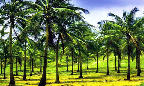 தென்னை விவசாயத்தை மேம்படுத்த பட்ஜெட்டில் புதிய திட்டம் அறிவிப்பு