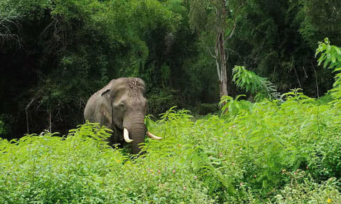 உ.பி.:  யானை தாக்கி 100 வயது சாமியார் பலி
