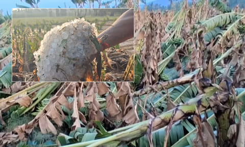 கோவையில் வரலாறு காணாத ஆலங்கட்டி மழை; வாழை மரங்கள் சேதம் - விவசாயிகள் வேதனை