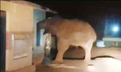ரேஷன் கடையில் ஜன்னலை உடைத்து அரிசியை தின்ற காட்டு யானை - மசினகுடி அருகே பரபரப்பு