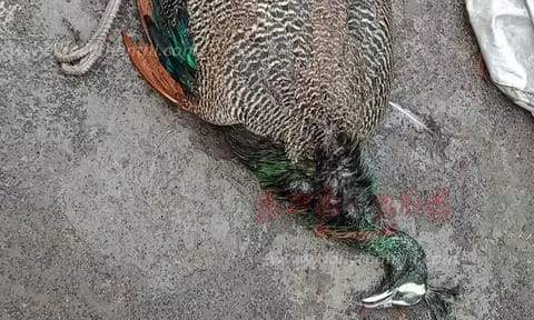 கர்நாடகாவில் பறவைக் காய்ச்சலால் 44 மயில்கள் சாவு!