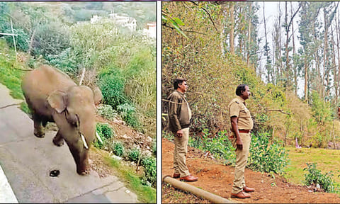 ஊட்டி நகருக்குள் புகுந்த காட்டு யானை: எல்க்ஹில் முருகன் கோவிலுக்கு பக்தர்கள் செல்ல தடை