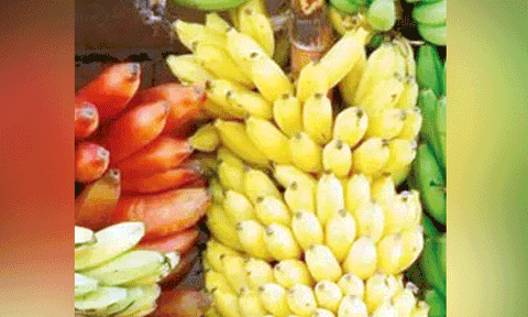 காவல் நிலையத்தில் சாவியை விழுங்கிய வாலிபர்: 10 கிலோ வாழைப்பழங்களை சாப்பிட வைத்து வெளியே எடுத்த ருசிகரம்