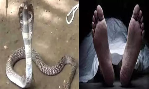 மதுரை: வீட்டு முன்பு தூங்கிய சிறுமி பாம்பு கடித்து உயிரிழப்பு