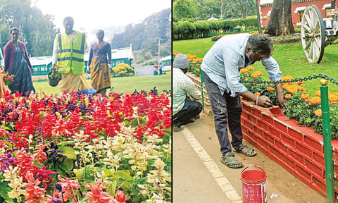 மலர் கண்காட்சி: ஊட்டி தாவரவியல் பூங்காவில் இறுதி கட்ட பணிகள் தீவிரம்