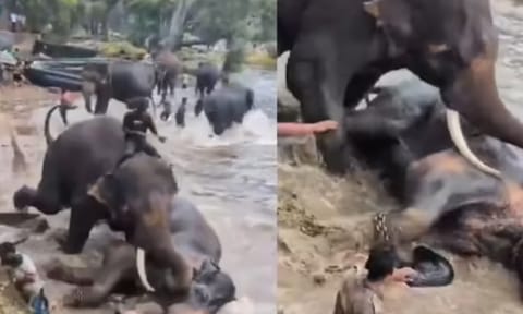 கர்நாடகாவில் யானைகள் இடையே ஏற்பட்ட சண்டையில் சிக்கி சென்னையைச் சேர்ந்த பெண் உயிரிழப்பு