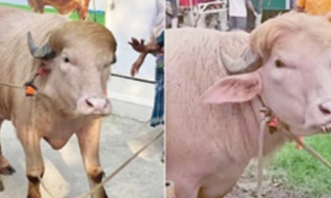 டிரம்ப் போல் தோற்றமளிக்கும் எருமை: ஆர்வத்துடன் பார்த்து செல்லும் மக்கள்