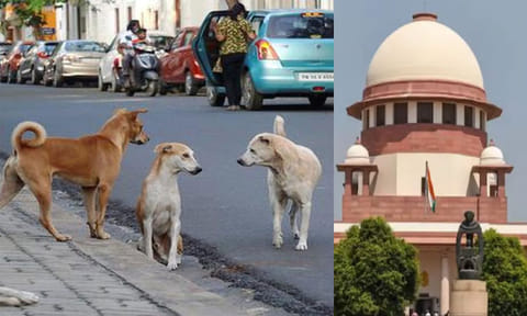 4 மாதங்களில் 2 லட்சம் நாய்க்கடி சம்பவங்கள்: சுப்ரீம் கோர்ட்டு வேதனை