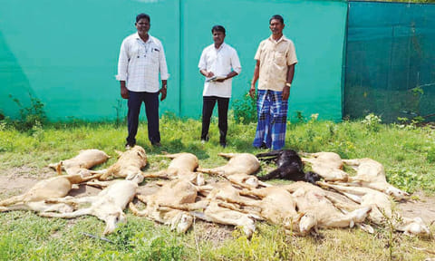 சேலம் அருகே மின்னல் தாக்கி 15 ஆடுகள் சாவு!