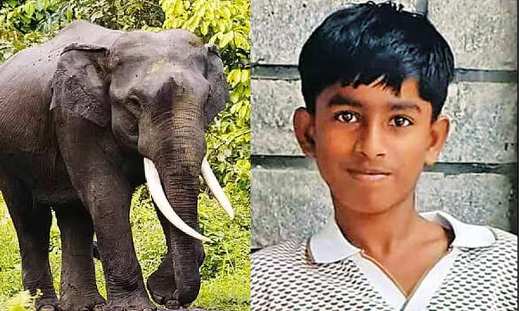நீலகிரி: காட்டு யானை தாக்கி சிறுவன் பலி