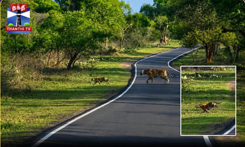 உதகையில் குட்டிகளோடு சாலையை கடந்த புலி
