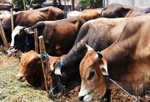 தெலுங்கானா தேர்தல்: இலவச சைக்கிள், பசுமாடுகள்... தமிழக திட்டங்களை தேர்தல் அறிக்கையாக வெளியிட்டது பா.ஜனதா!