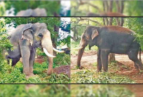 காட்டு யானையை பிடிக்க கம்பம் வன அலுவலகத்துக்கு வந்த கும்கிகள்