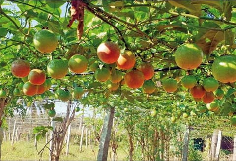கம்பம் பள்ளத்தாக்கு பகுதிகளில் திராட்சைக்கு மாற்றாக ‘பேஷன் புரூட்’ சாகுபடி